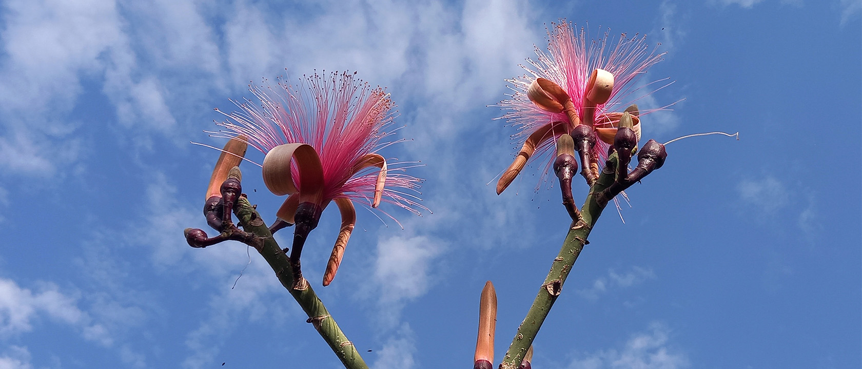 Flor